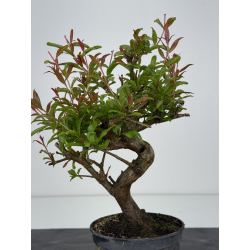 Punica granatum -granado- nejikan I-8551 vista 3