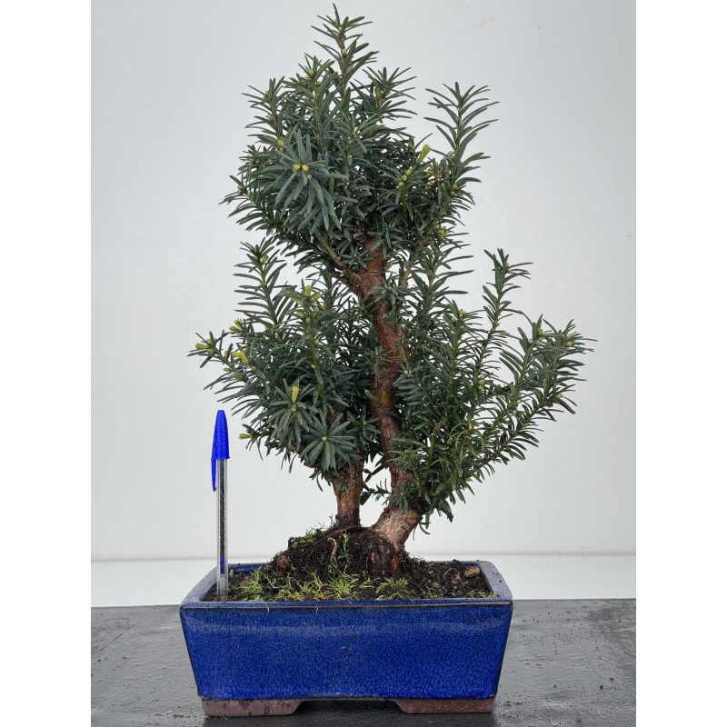 Taxus -tejo- media I-8552