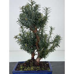 Taxus -tejo- media I-8552 vista 2