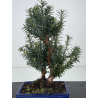 Taxus -tejo- media I-8552 vista 2