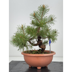 Pinus sylvestris I-8553