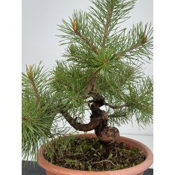 Pinus sylvestris -pino s- europeo- I-8553 vista 2