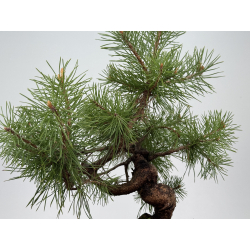Pinus sylvestris I-8553 view 3