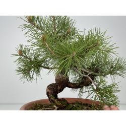 Pinus sylvestris -pino s- europeo- I-8553 vista 4