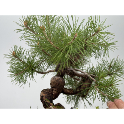 Pinus sylvestris -pino s- europeo- I-8553 vista 5