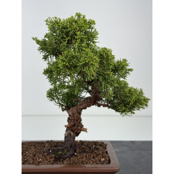 Juniperus chinensis itoigawa I-8554 vista 2