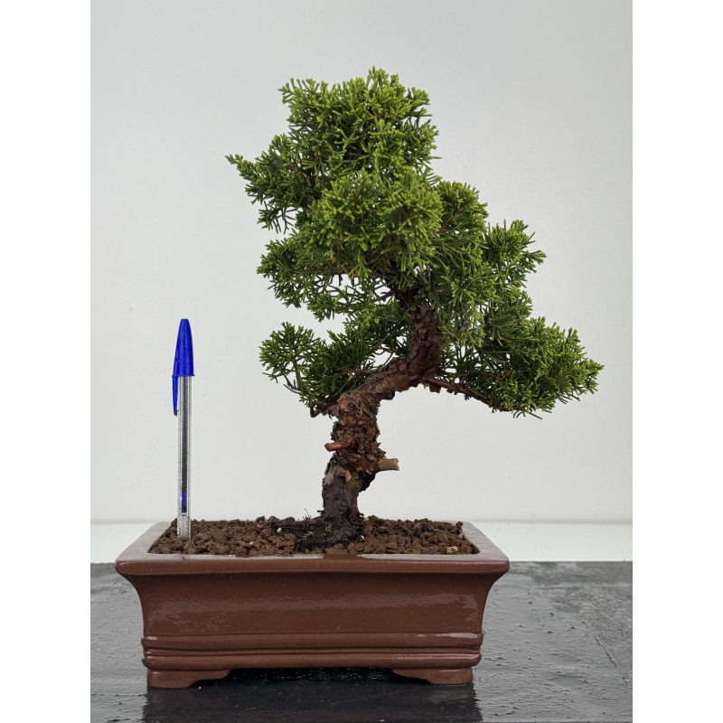 Juniperus chinensis itoigawa I-8554