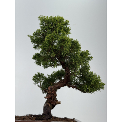 Juniperus chinensis itoigawa I-8554 vista 3