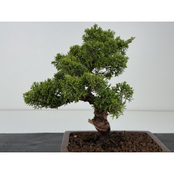 Juniperus chinensis itoigawa I-8554 vista 4