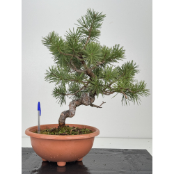 Pinus sylvestris -pino s- europeo- I-8555