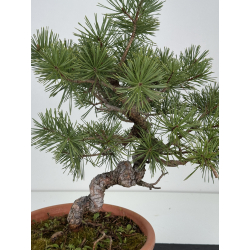Pinus sylvestris I-8555 view 2
