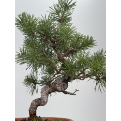Pinus sylvestris I-8555 view 3