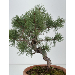 Pinus sylvestris I-8555 view 4