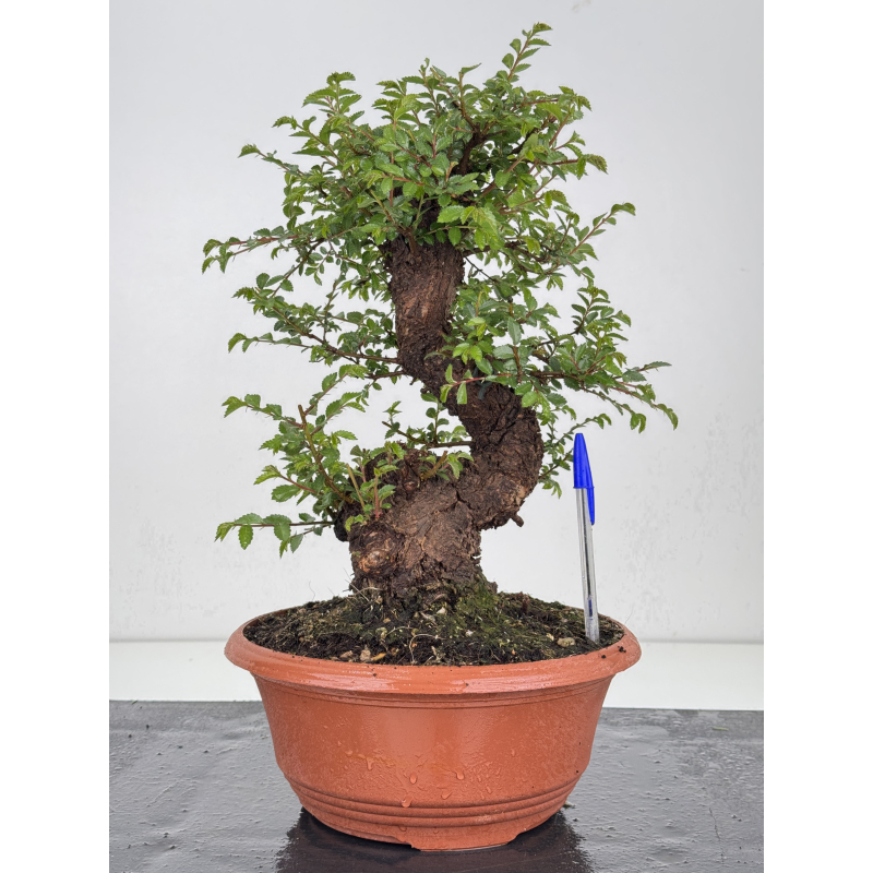 Zelkova nire I-8556