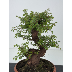 Zelkova nire I-8556 vista 2