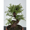 Zelkova nire I-8556 view 2