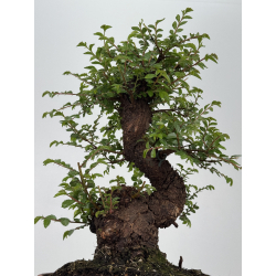 Zelkova nire I-8556 vista 3