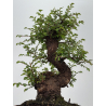 Zelkova nire I-8556 view 3