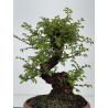 Zelkova nire I-8556 view 4
