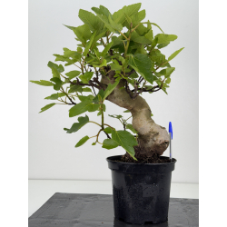 Ficus carica -higuera- I-8557