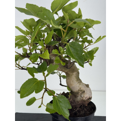 Ficus carica -higuera- I-8557 vista 2