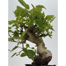 Ficus carica -higuera- I-8557 vista 3