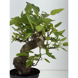 Ficus carica -higuera- I-8557 vista 4