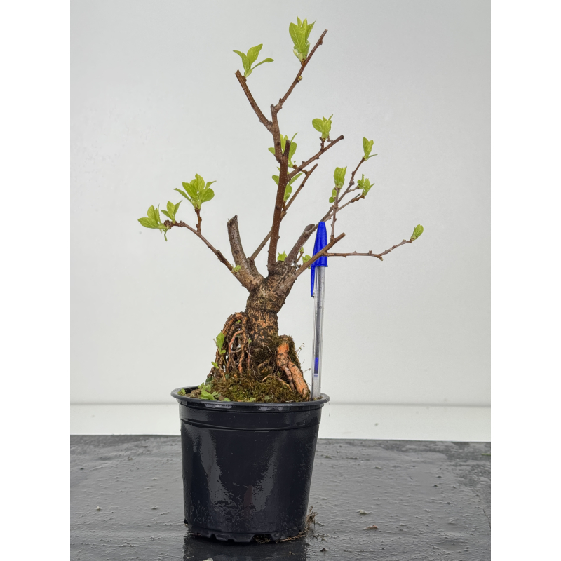 Celastrus orbiculatus -hembra- I-8558