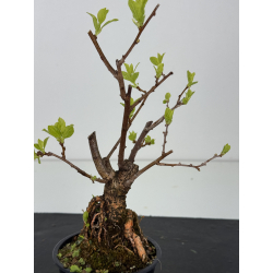 Celastrus orbiculatus -hembra- I-8558 vista 2