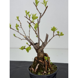 Celastrus orbiculatus -hembra- I-8558 vista 3