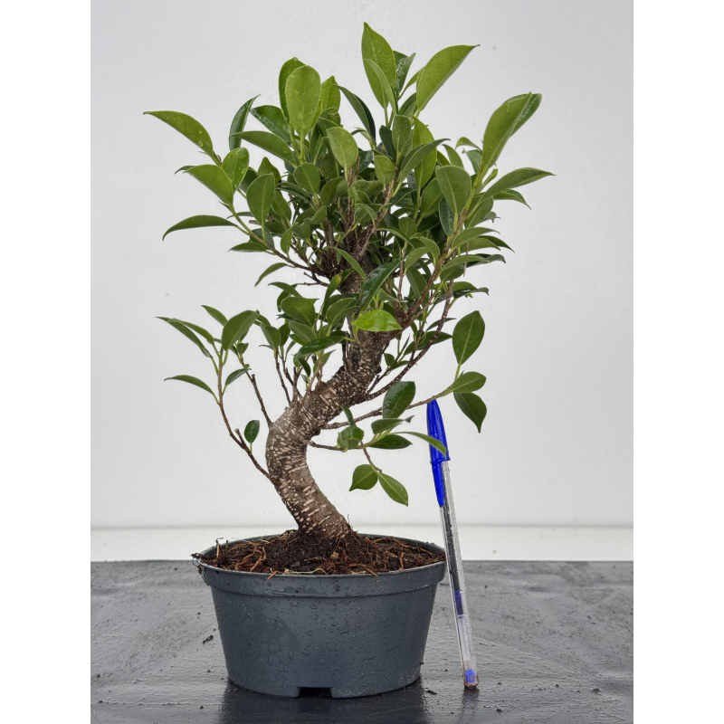 Ficus retusa I-8567