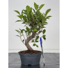 Ficus retusa I-8567