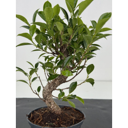 Ficus retusa I-8567 vista 2