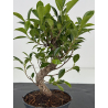 Ficus retusa I-8567 view 2