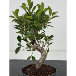 Ficus retusa I-8567 vista 3