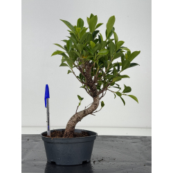 Ficus retusa I-8568