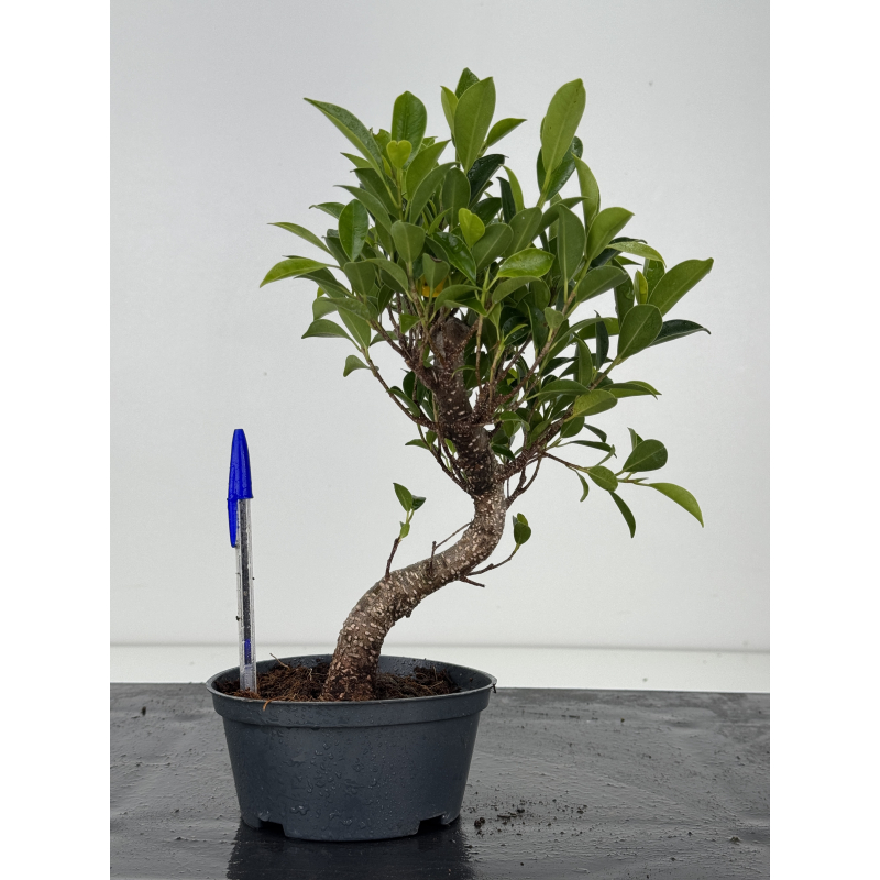 Ficus retusa I-8568