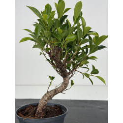 Ficus retusa I-8568 vista 2
