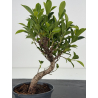 Ficus retusa I-8568 view 2