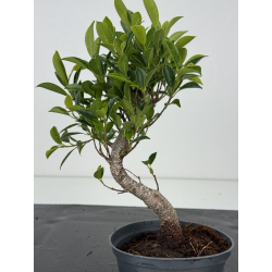 Ficus retusa I-8568 vista 3
