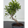 Ficus retusa I-8568 view 3