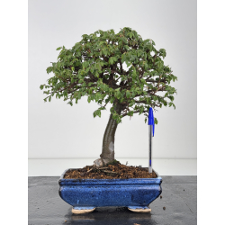 Ulmus parvifolia I-8561