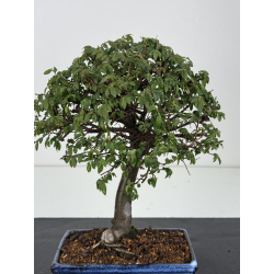 Ulmus -olmo- parvifolia I-8561 vista 2