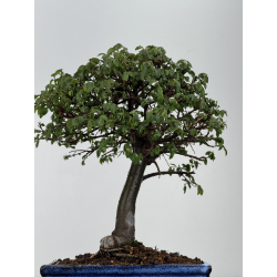 Ulmus parvifolia I-8561 view 3