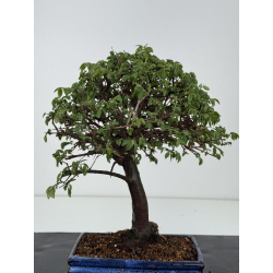 Ulmus parvifolia I-8561 view 4