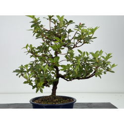 Azalea I-8562 vista 2