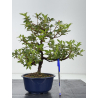 Azalea I-8562