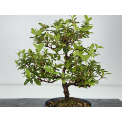 Azalea I-8562 vista 3