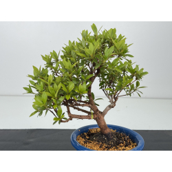 Azalea I-8563 vista 2