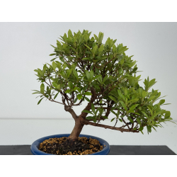 Azalea I-8563 vista 3